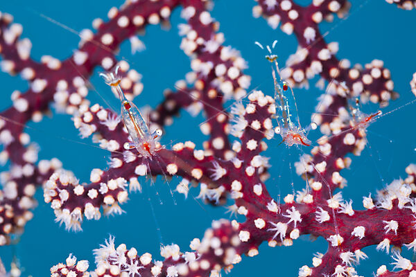 Commensal Shrimp on Seafan
