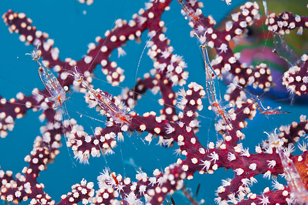 Commensal Shrimp on Seafan