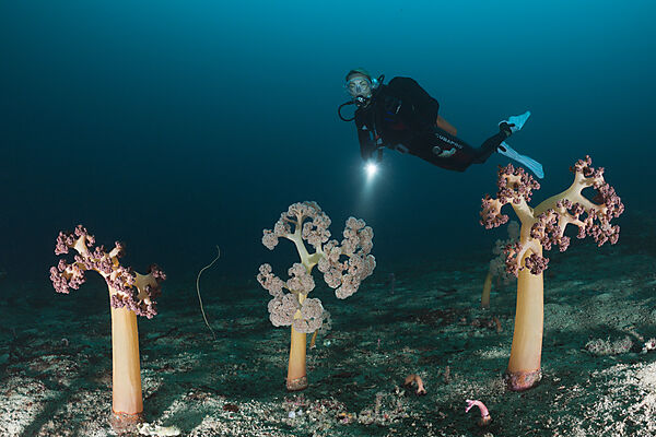 Soft Corals and Scuba Diver