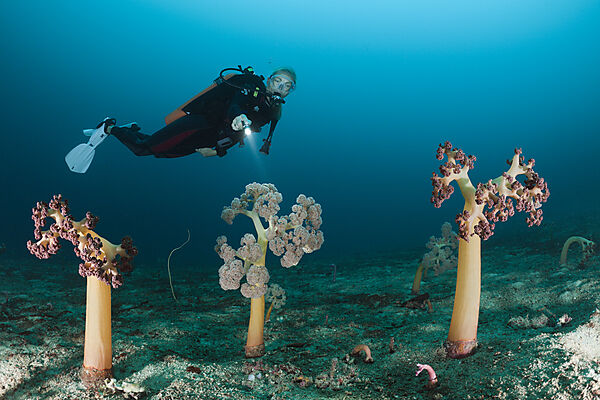 Soft Corals and Scuba Diver