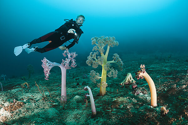 Soft Corals and Scuba Diver