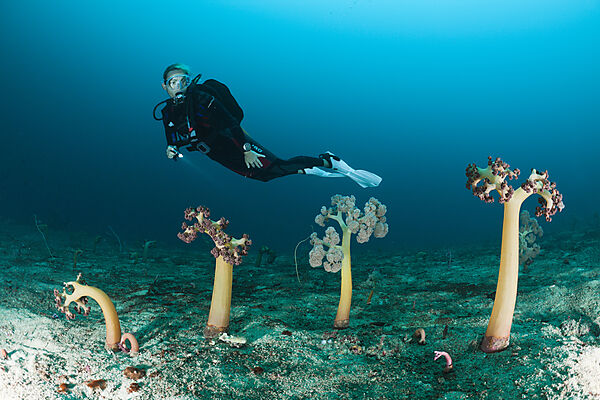 Scuba Diver and Soft Corals