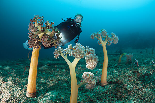 Scuba Diver and Soft Corals