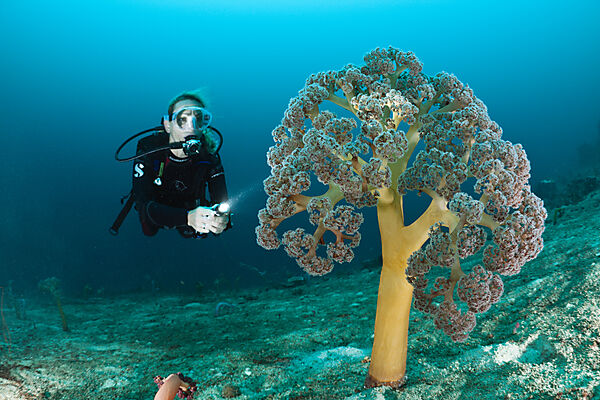 Scuba Diver and Soft Corals
