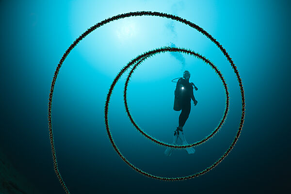 Scuba diver and Spiral Wire Coral