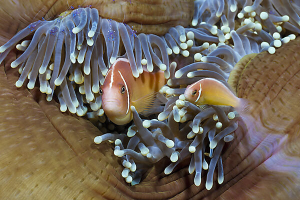 Halsband-Anemonenfisch in Prachtanemone