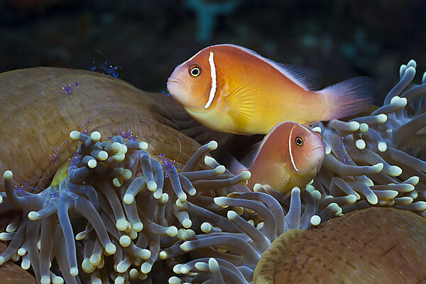 Halsband-Anemonenfisch in Prachtanemone