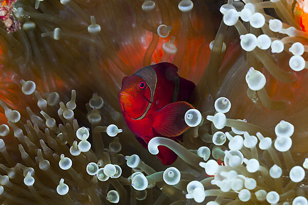 Stachel-Anemonenfisch in weisser Blasen-Anemone