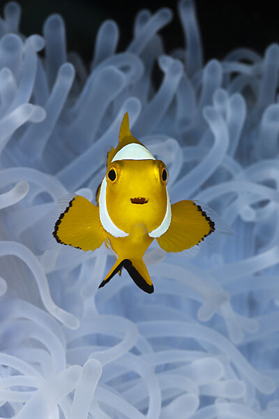 Juveniler Orange-Ringel-Anemonenfisch weisser Anemone