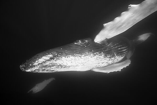 Humpback Whale