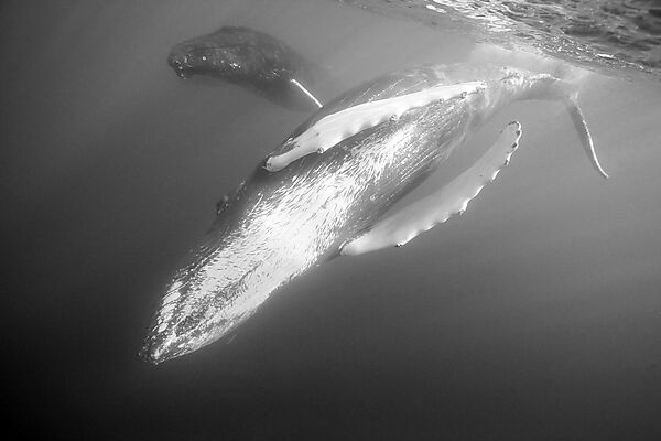 Humpback Whale