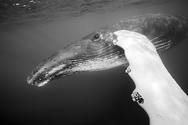 Humpback Whale