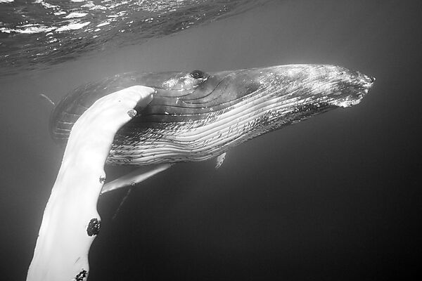 Humpback Whale