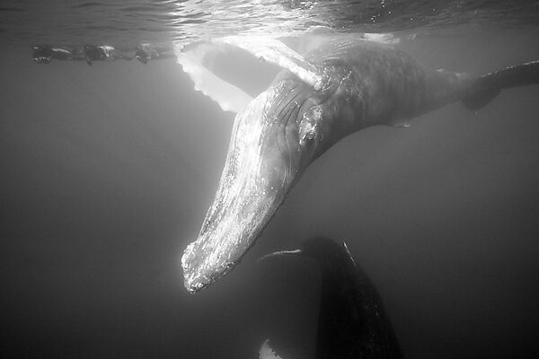 Humpback Whale and Free Diver