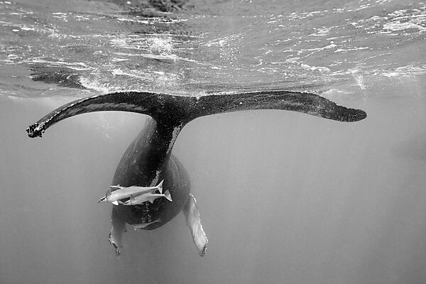 Humpback Whale