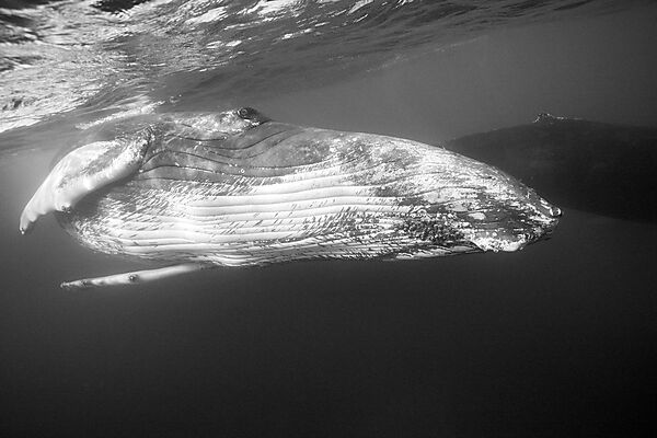 Humpback Whale