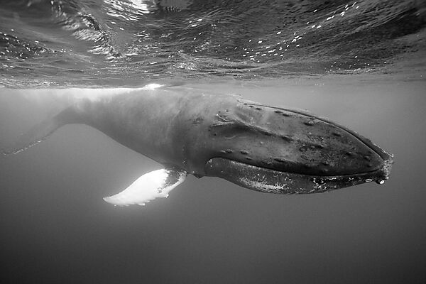 Humpback Whale