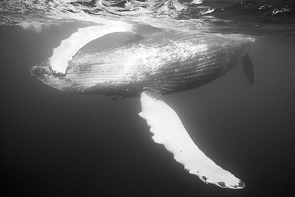 Humpback Whale