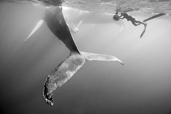 Humpback Whale and Photographer