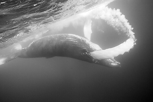Humpback Whale