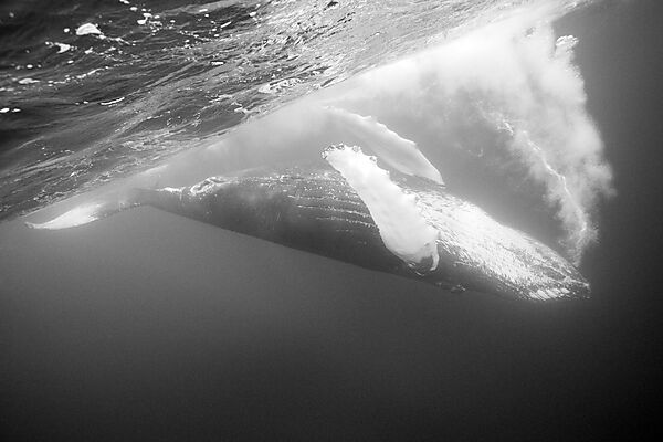 Humpback Whale