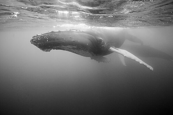Humpback Whale