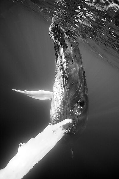 Humpback Whale