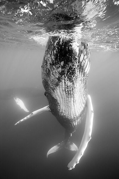 Humpback Whale