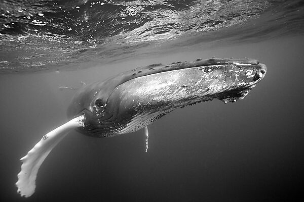 Humpback Whale
