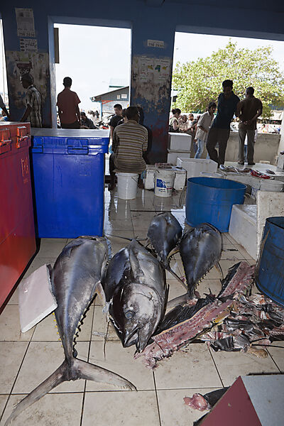 Fischmarkt von Male