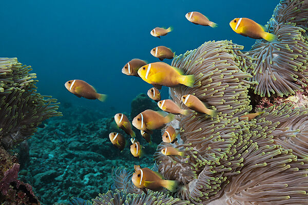 Familie Malediven-Anemonenfische