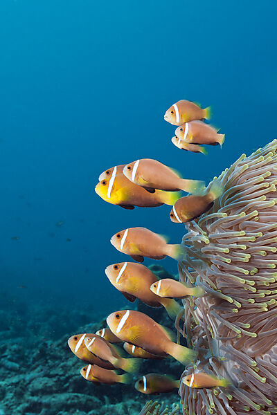 Familie Malediven-Anemonenfische