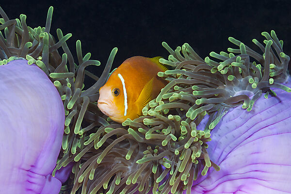 Malediven-Anemonenfisch in Prachtanemone