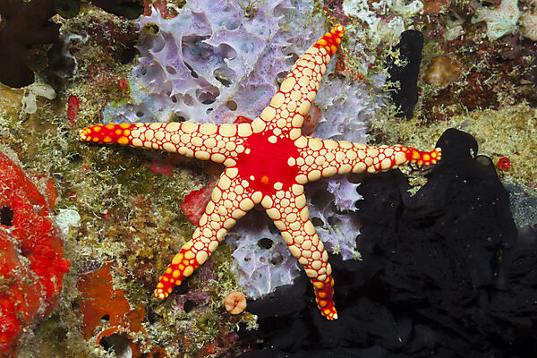 Red Mesh Starfish