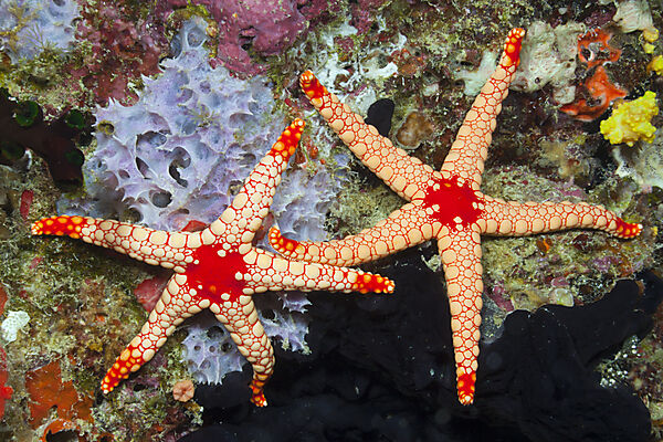 Red Mesh Starfish