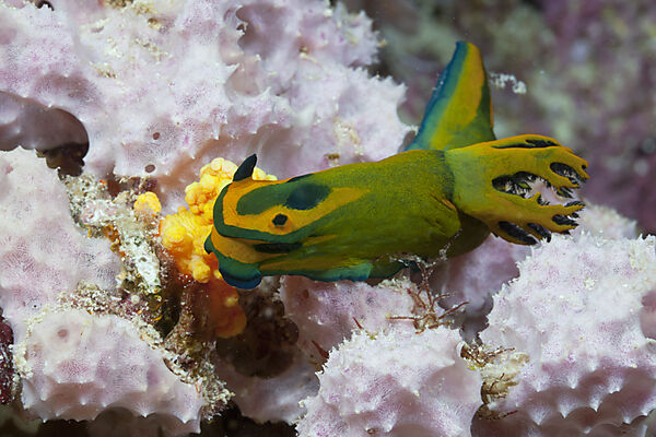 Sea Slug