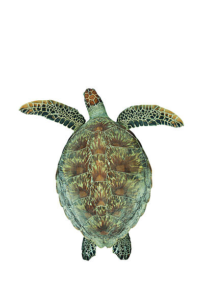 Green Sea Turtle