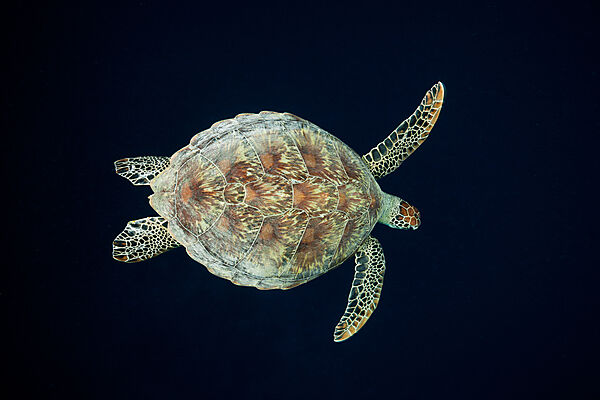 Green Sea Turtle