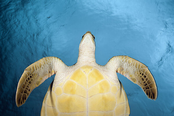 Green Sea Turtle