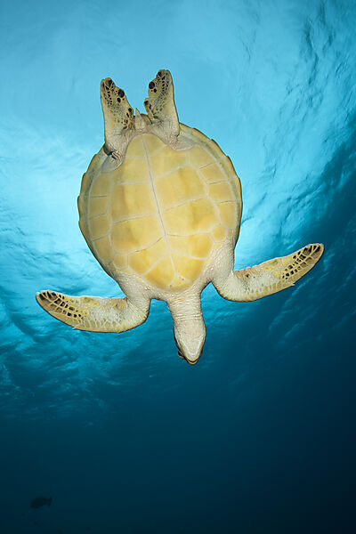 Green Sea Turtle