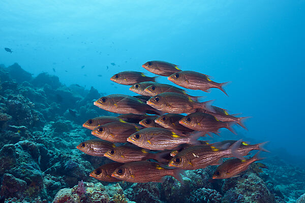 Shoal of Glowspot Emperor