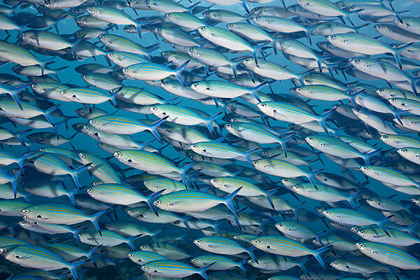 Shoal of Goldbanded Fusilier