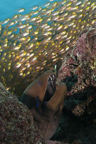 Giant Moray hiding between Rocks