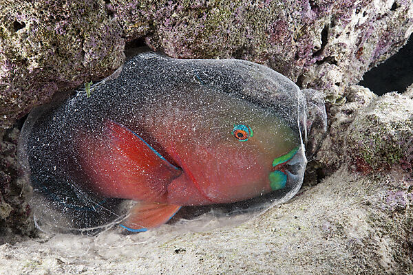 Protective Cocoon envelops Sleeping Parrotfish