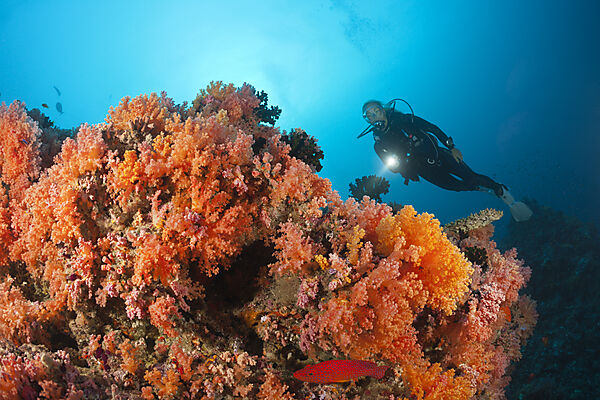 Scuba Diving on Coral Reef