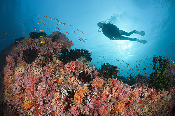 Scuba Diving on Coral Reef