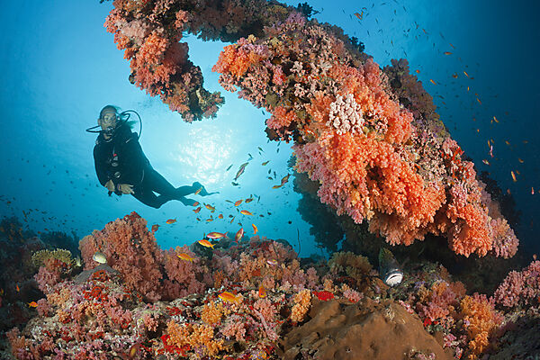 Scuba Diving on Coral Reef