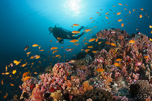 Scuba Diver and Coral Fishes