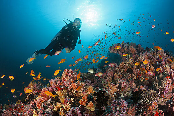 Scuba Diver and Coral Fishes