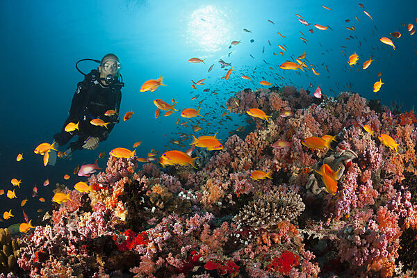 Scuba Diver and Coral Fishes